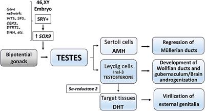 Disorders/Differences of Sex Development Presenting in the Newborn With 46,XY Karyotype